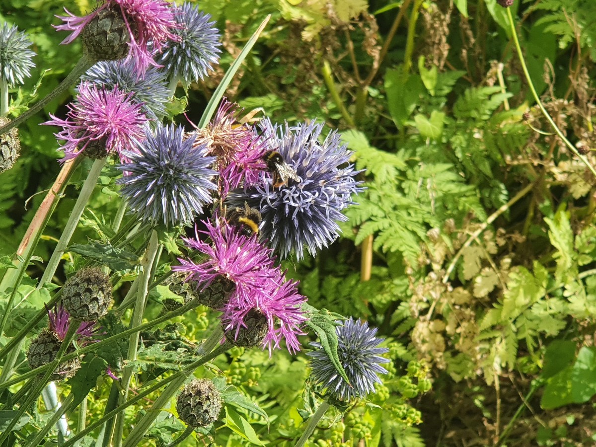 Echinops bannaticus Hummelmagnet 2