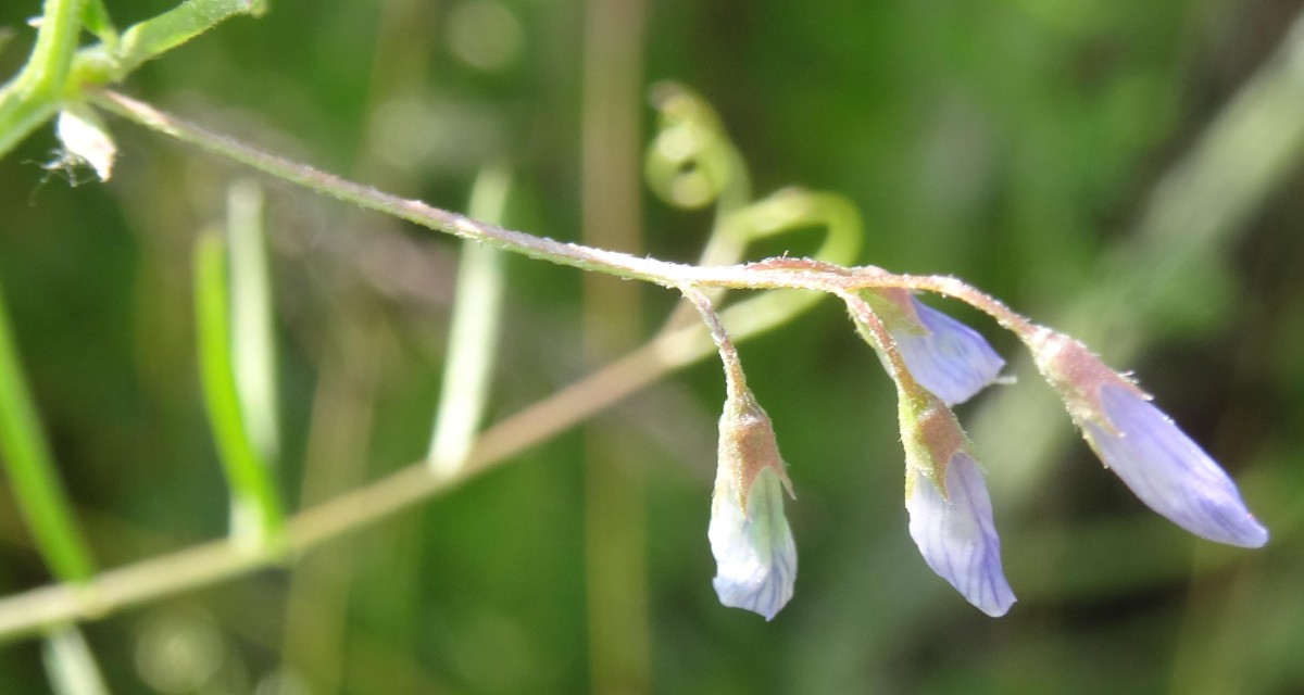 (1b) Blüten.JPG