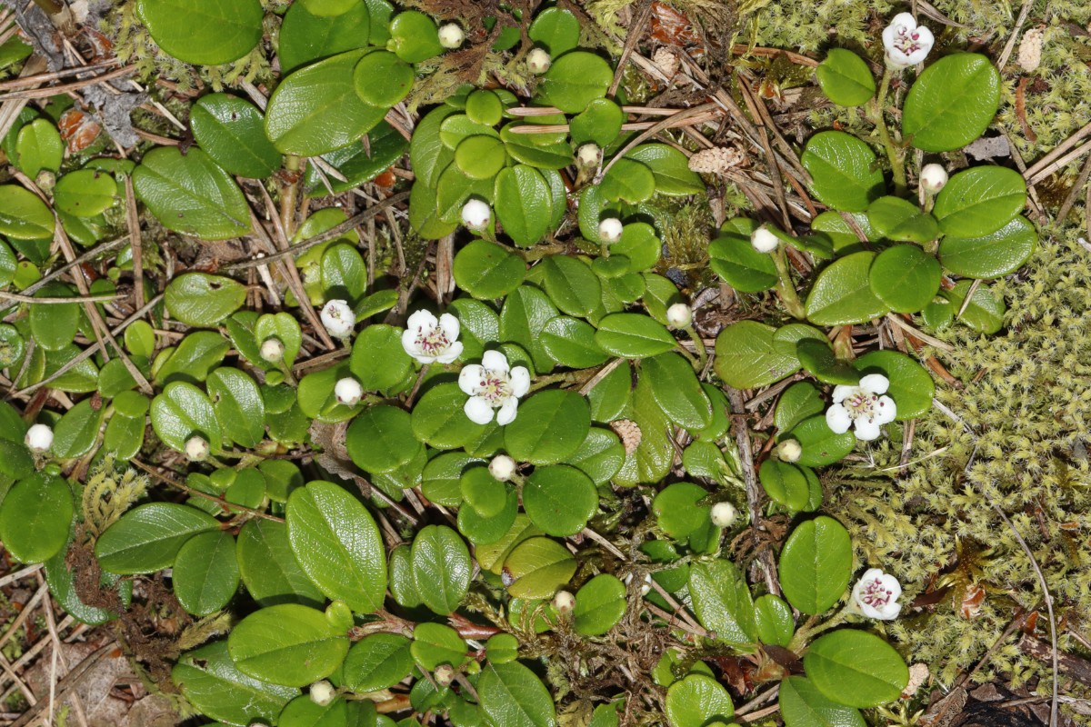 Cotoneaster sp Gottmadingen Gewerbestr Verkehrsinsel A02.jpg