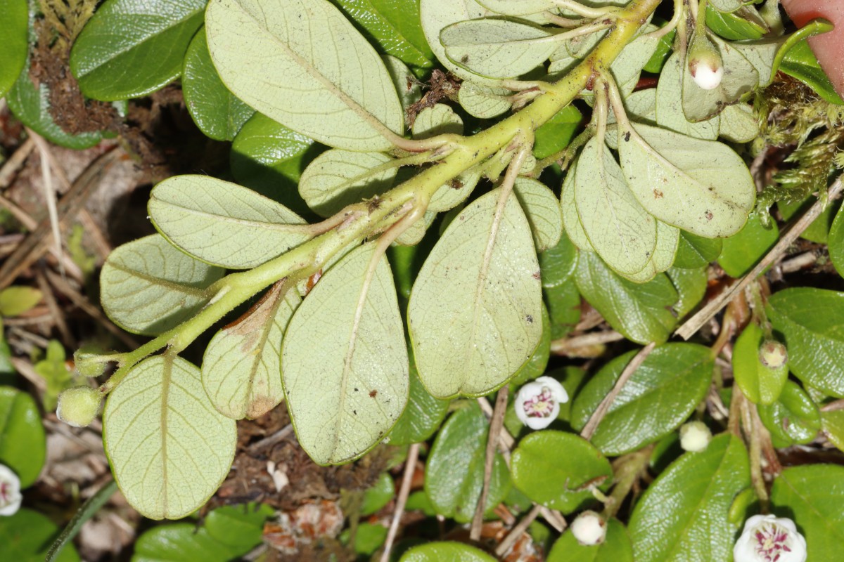 Cotoneaster sp Gottmadingen Gewerbestr Verkehrsinsel A04.jpg