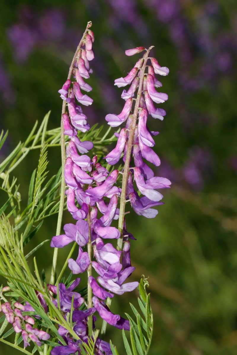 Vicia tenuifolia Gundersheim SteinbruchRosengarten A02.jpg