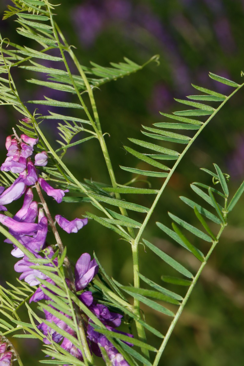 Vicia tenuifolia Gundersheim SteinbruchRosengarten A03.jpg