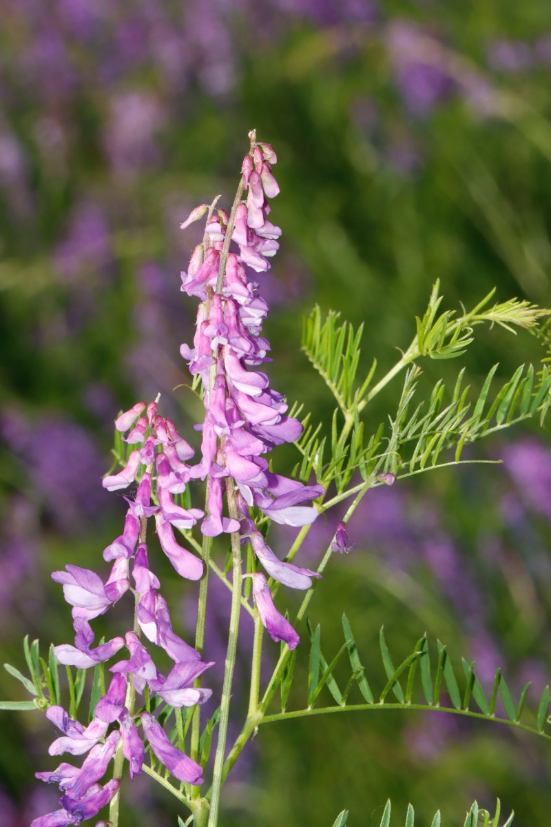 Vicia tenuifolia Gundersheim SteinbruchRosengarten A05.jpg