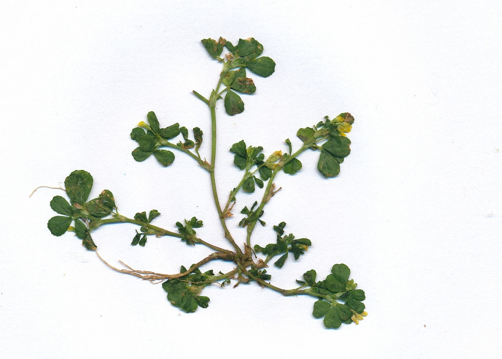 Trifolium micranthum_0001.jpg