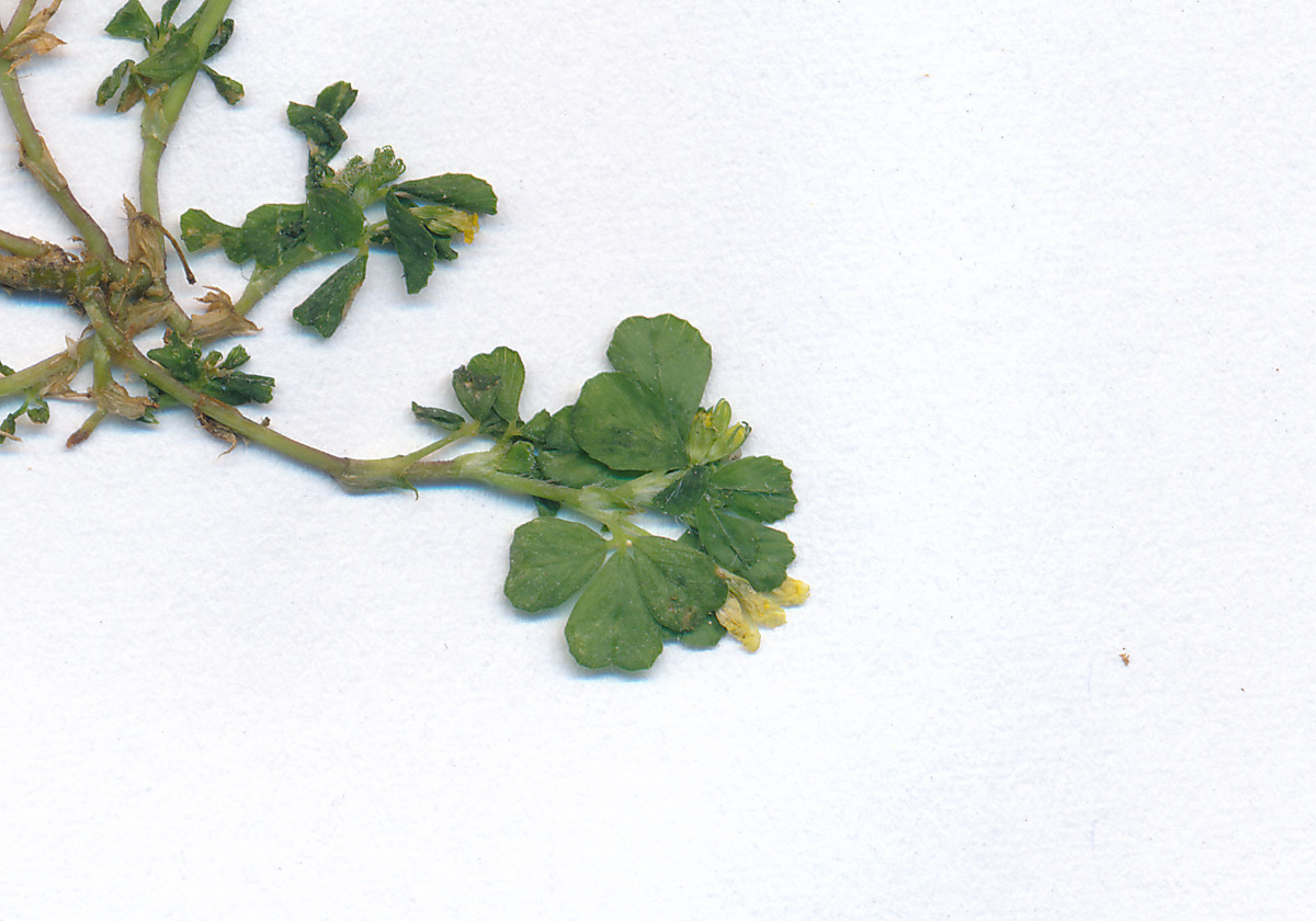 Trifolium micranthum_0003.jpg