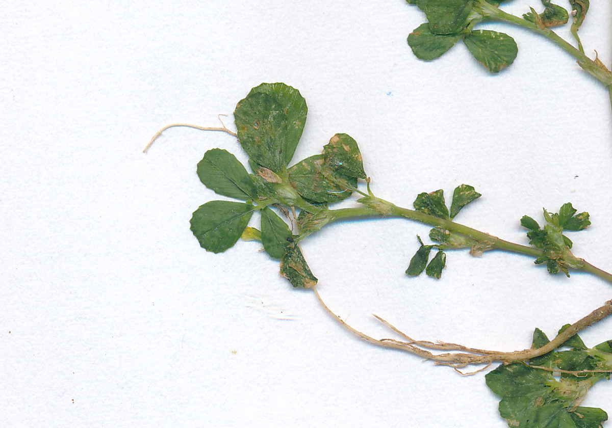 Trifolium micranthum_0004.jpg