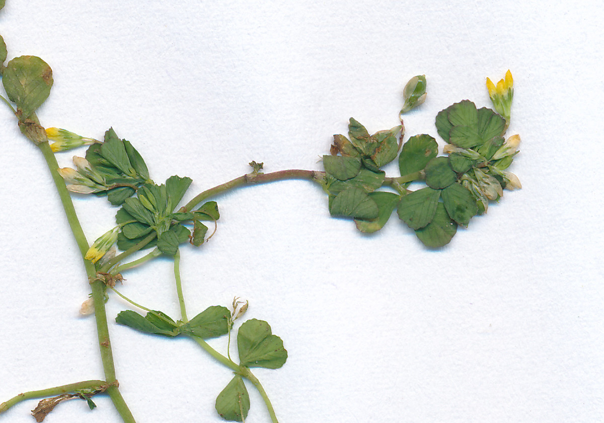 Trifolium micranthum_0006.jpg