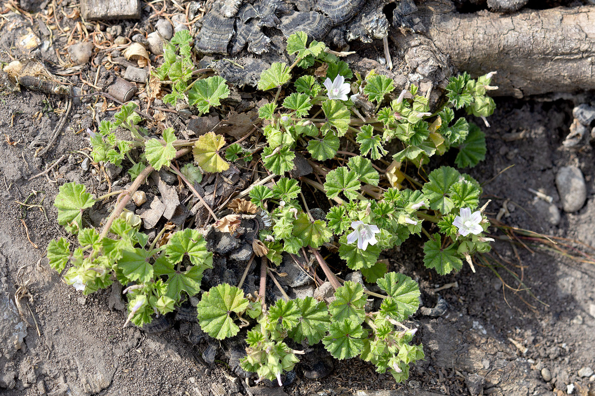 Malva pusilla_9867.jpg