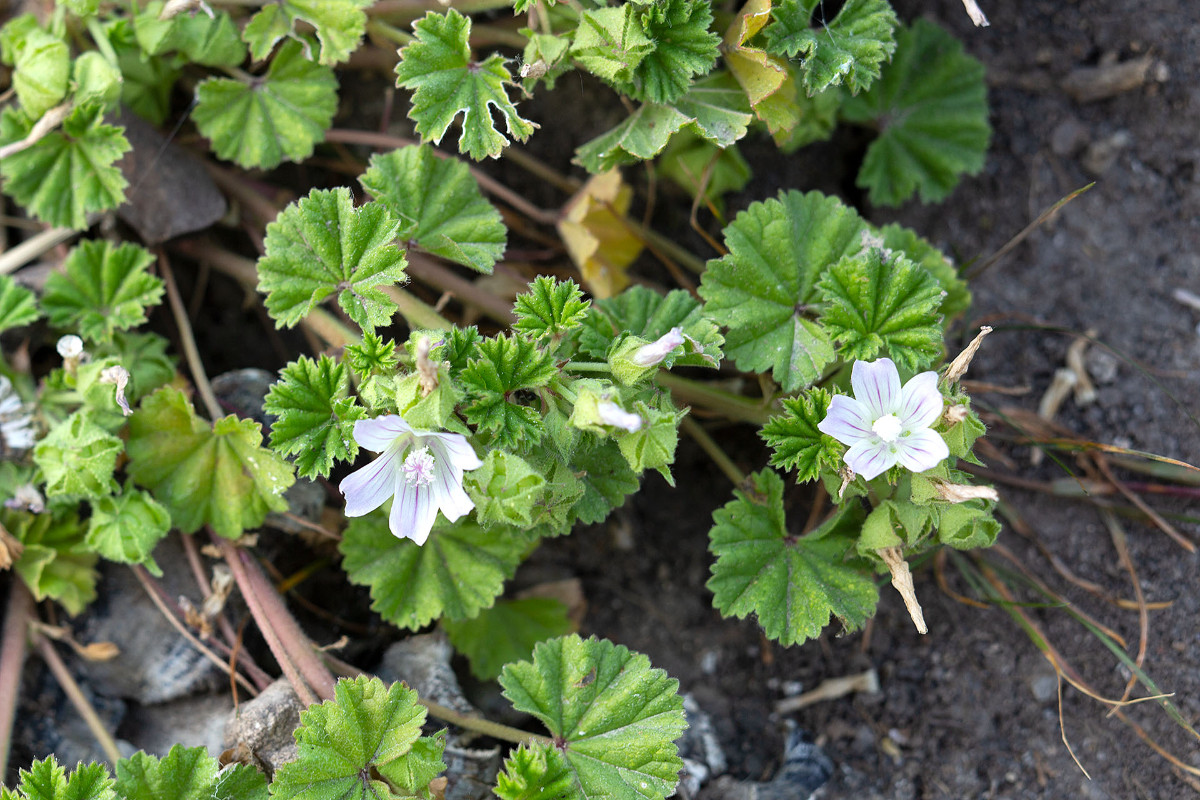 Malva pusilla_9870.jpg