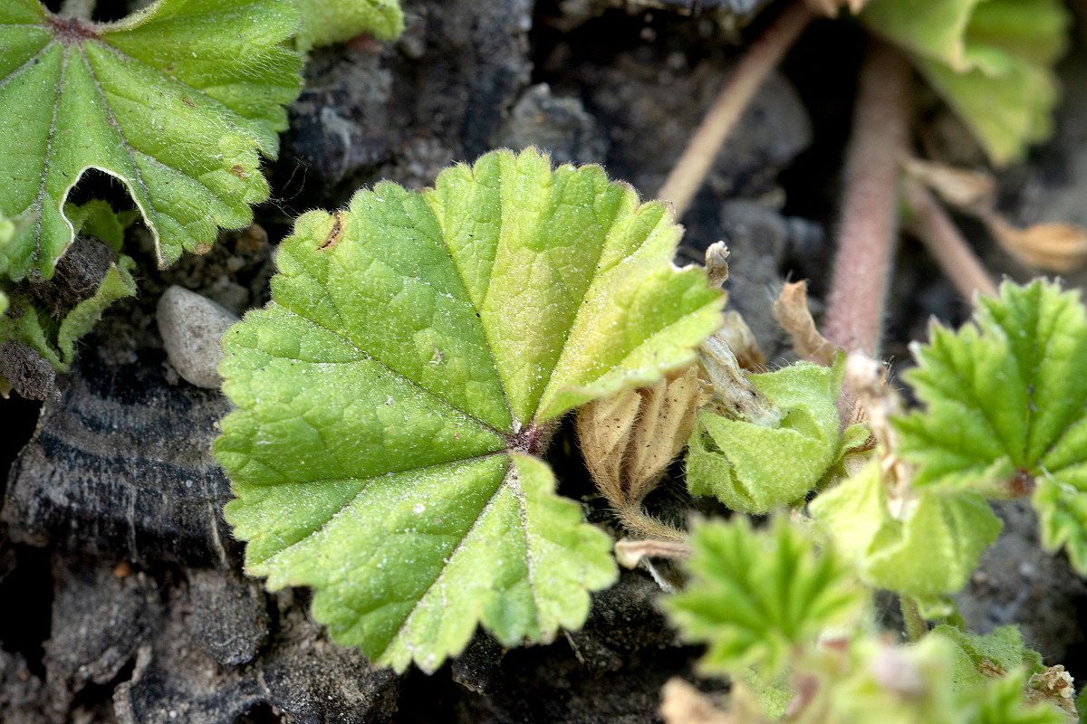 Malva pusilla_9872.jpg