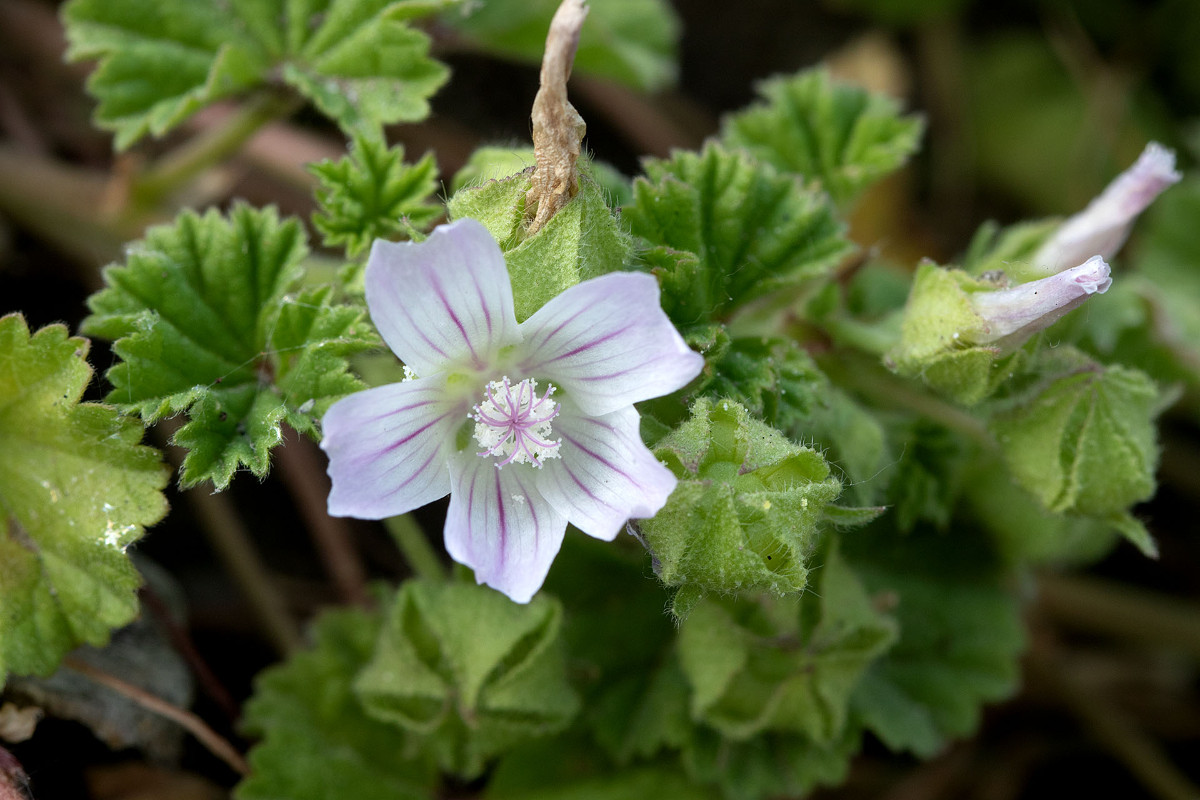 Malva pusilla_9873.jpg