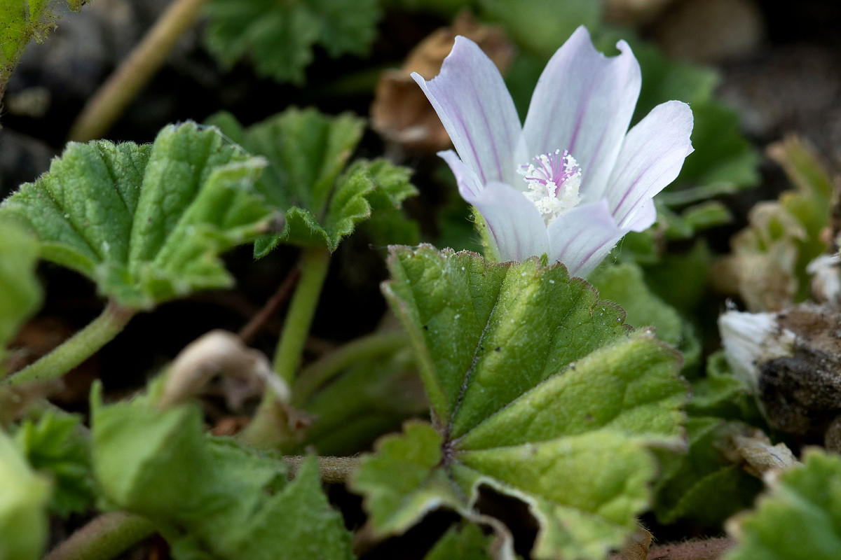 Malva pusilla_9876.jpg