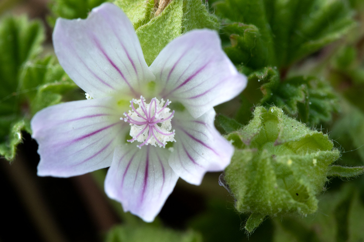 Malva pusilla_9877.jpg