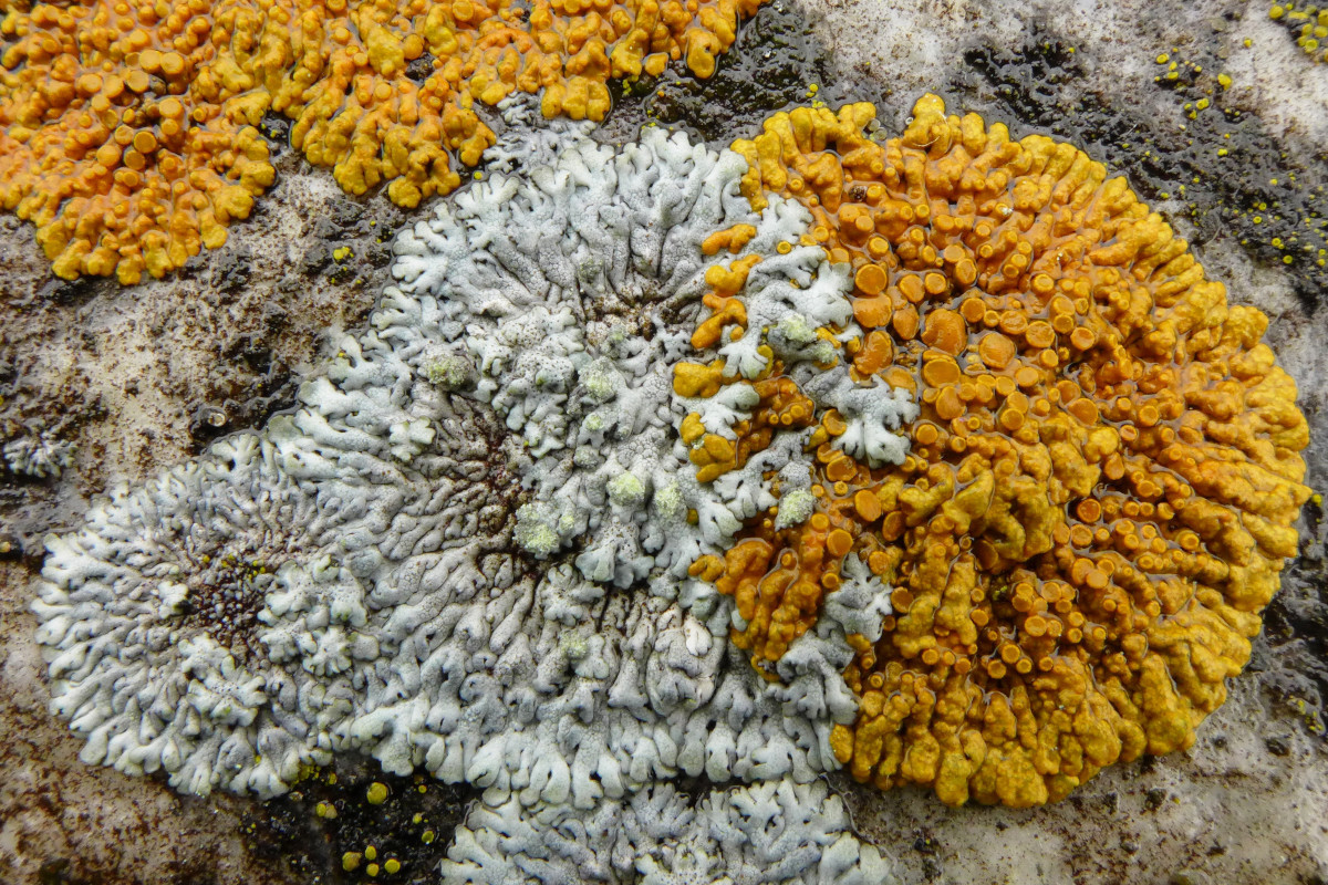 10_Physcia dubia + Xanthoria elegans_05-2017.jpg