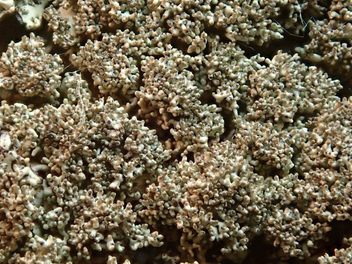 24b_X_extrem koralloide  Isidien + Apothecien_06-23.jpg