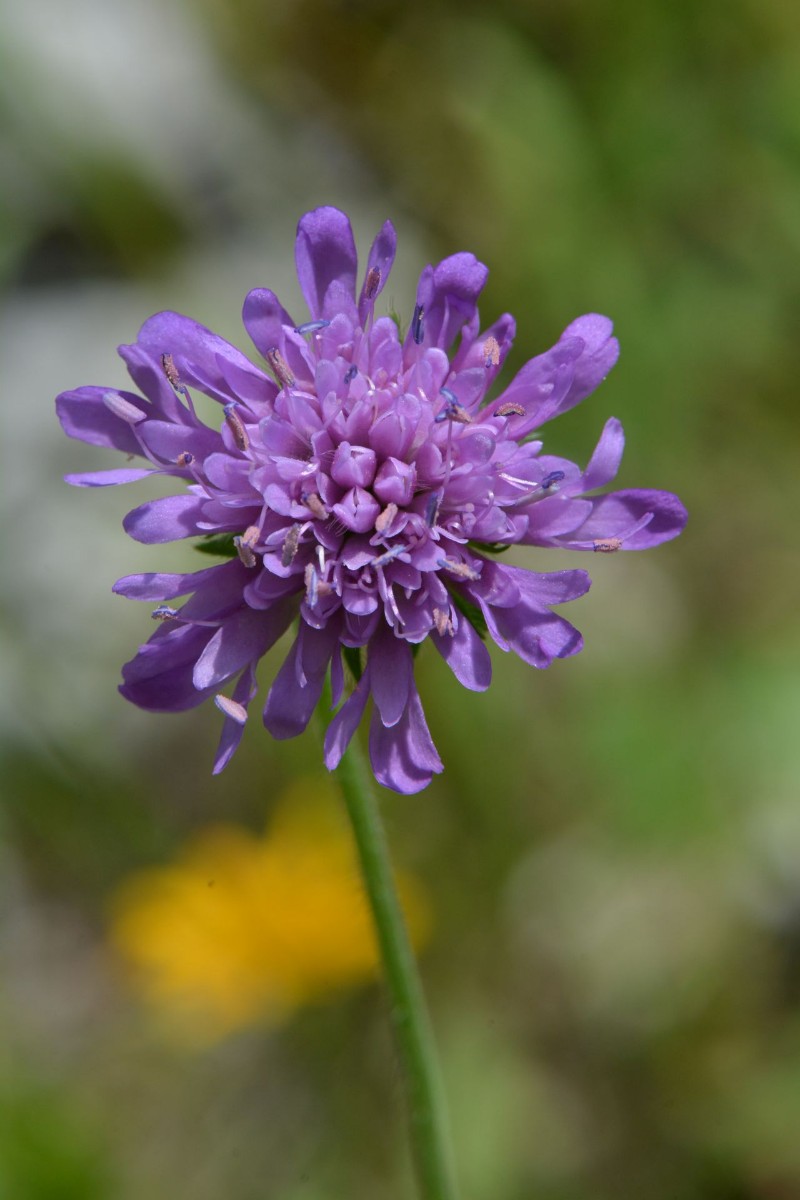 Pflanze 1 - Blüte.JPG