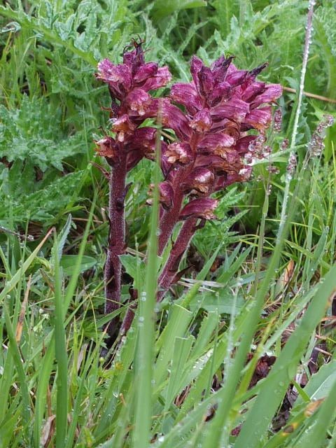 1 Orobanche 2020-05-30.JPG