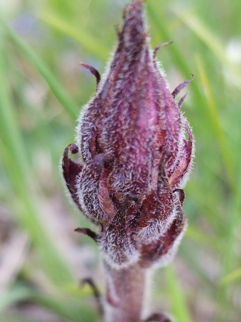 2 Orobanche 2020-05-30.JPG