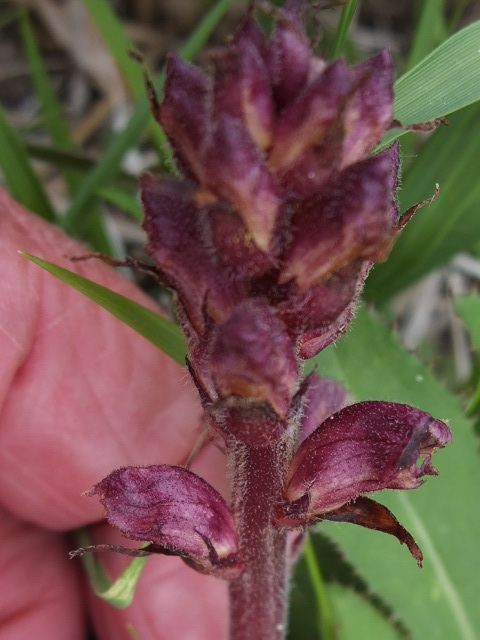 3 Orobanche 2020-05-30.JPG