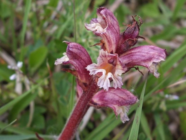 4 Orobanche 2020-05-30.JPG