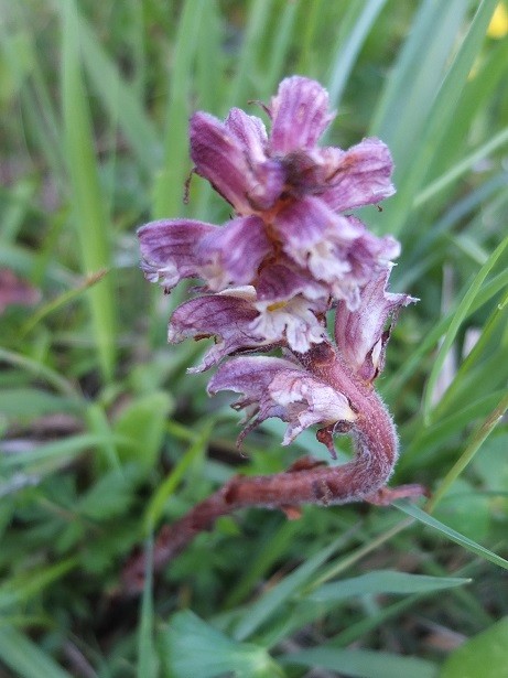 5 Orobanche 2023.JPG