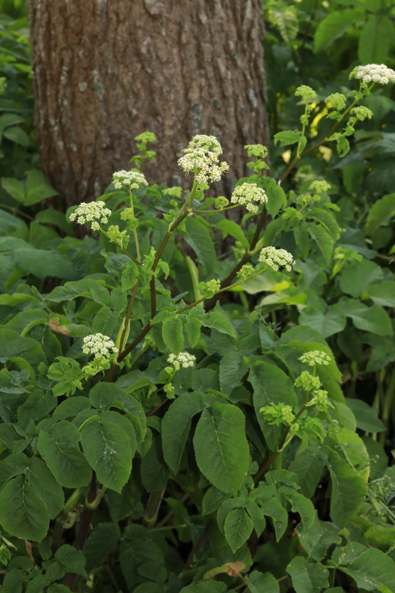 k-Chaerophyllum_02.JPG