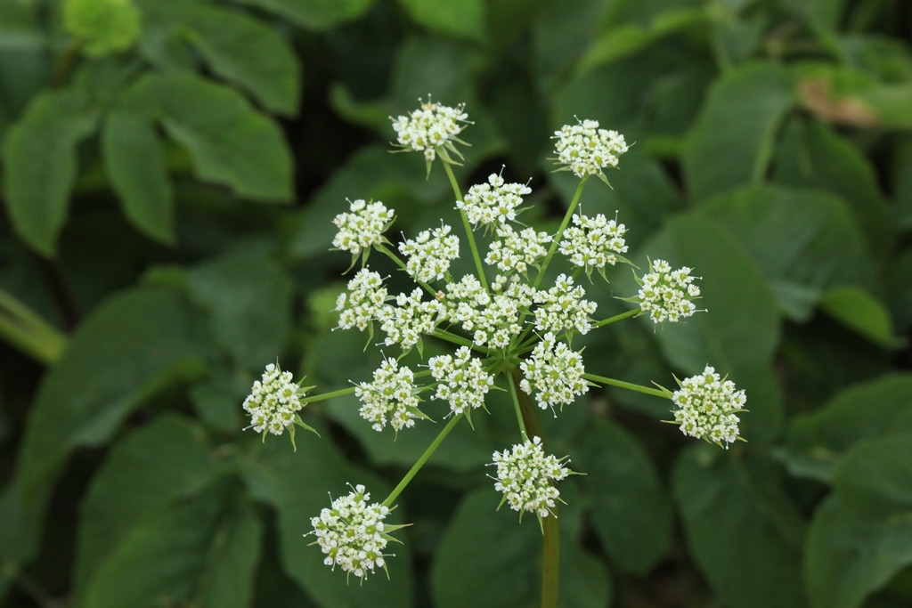 k-Chaerophyllum_07.JPG