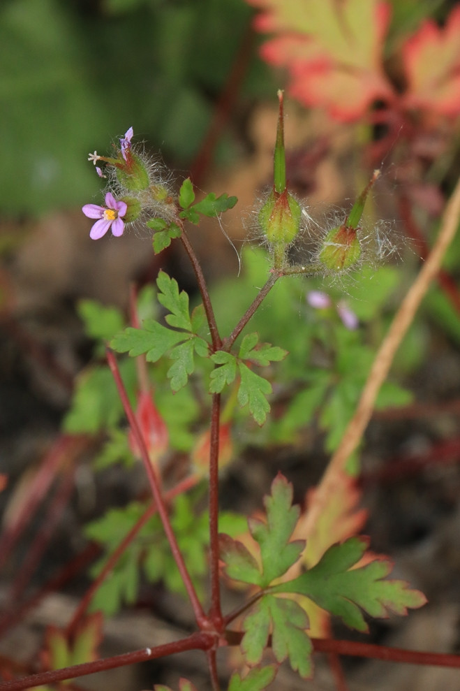 k-5000_01_Städtischer Storchschnabel_Geranium urbanum.JPG