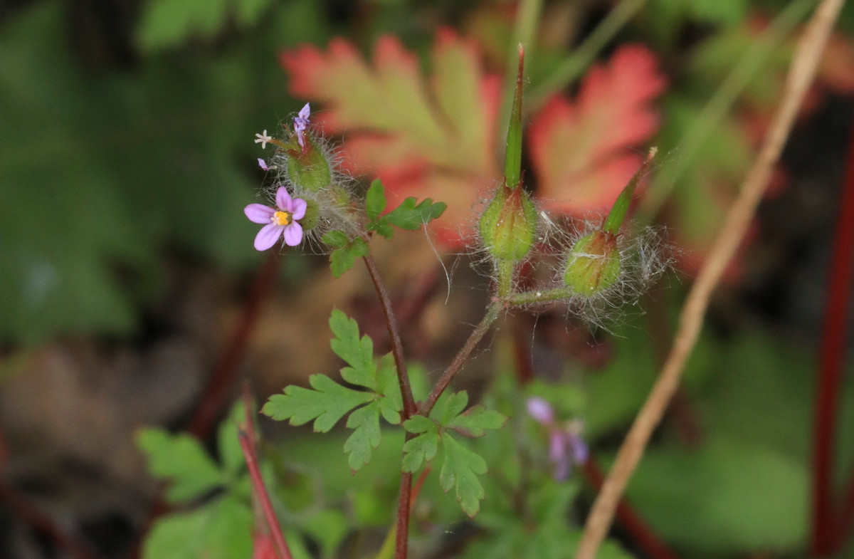 k-5000_02_Städtischer Storchschnabel_Geranium urbanum.JPG