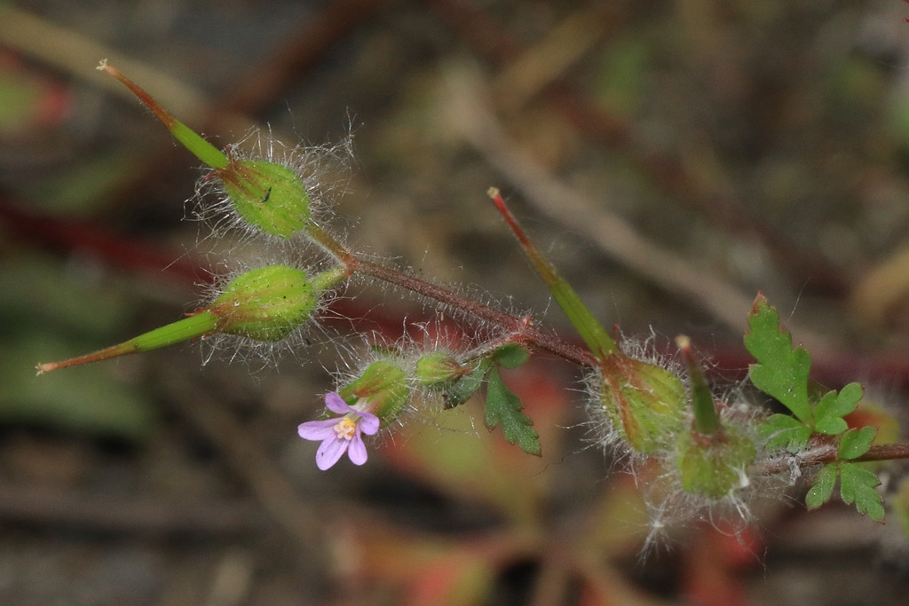 k-5000_03_Städtischer Storchschnabel_Geranium urbanum.jpg