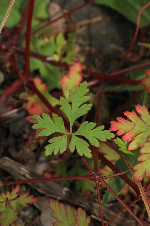 k-5000_04_Städtischer Storchschnabel_Geranium urbanum.JPG