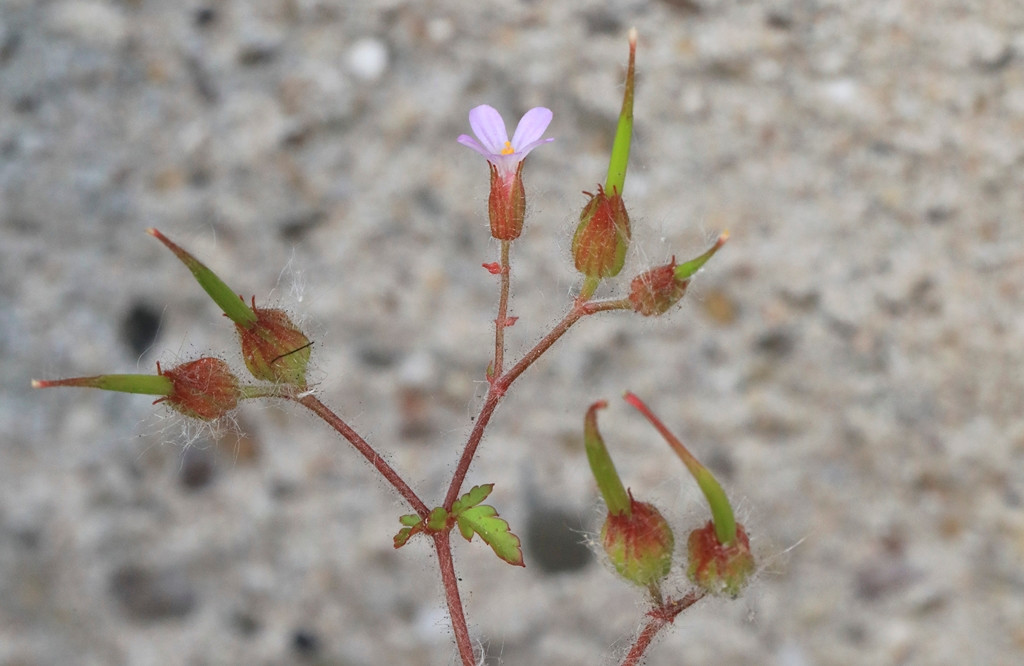 k-5000_05_Städtischer Storchschnabel_Geranium urbanum.JPG