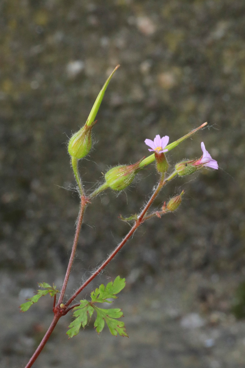 k-5000_06_Städtischer Storchschnabel_Geranium urbanum.JPG