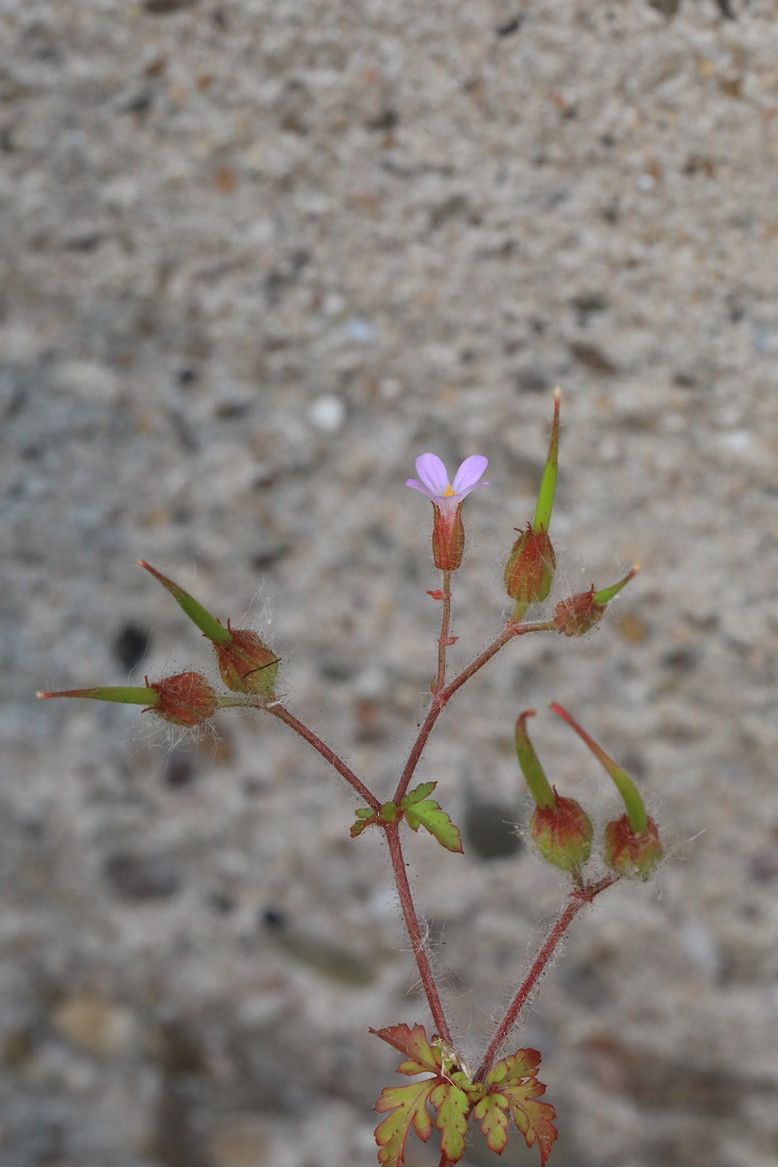 k-5000_07_Städtischer Storchschnabel_Geranium urbanum.JPG