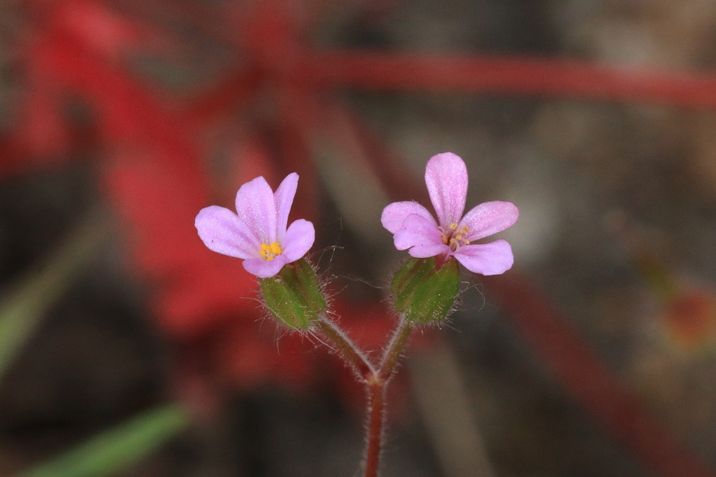 k-5000_08_Städtischer Storchschnabel_Geranium urbanum.JPG