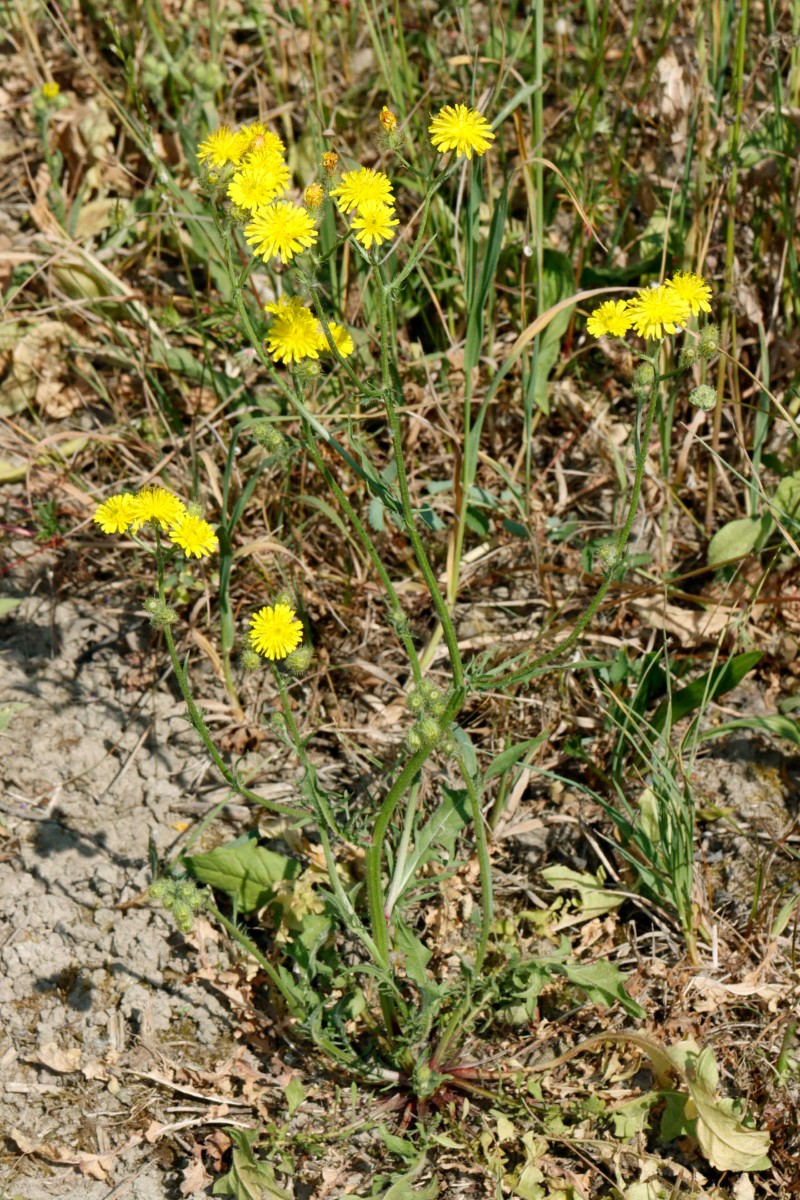 Crepis setosa Neuenburg Motocross A1.jpg