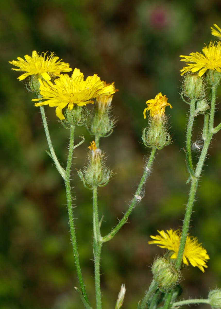 Crepis setosa Neuenburg Motocross A3.jpg