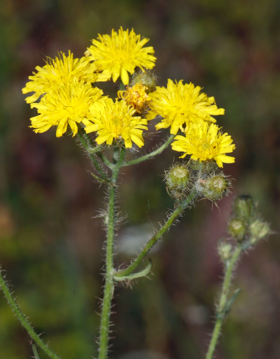 Crepis setosa Neuenburg Motocross A6.jpg