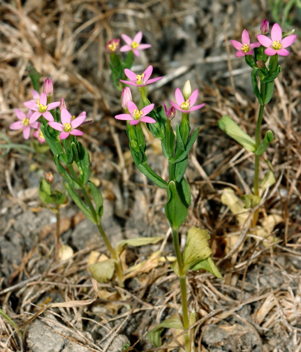 Centaurium pulchellum Neuenburg Motocross A1.jpg