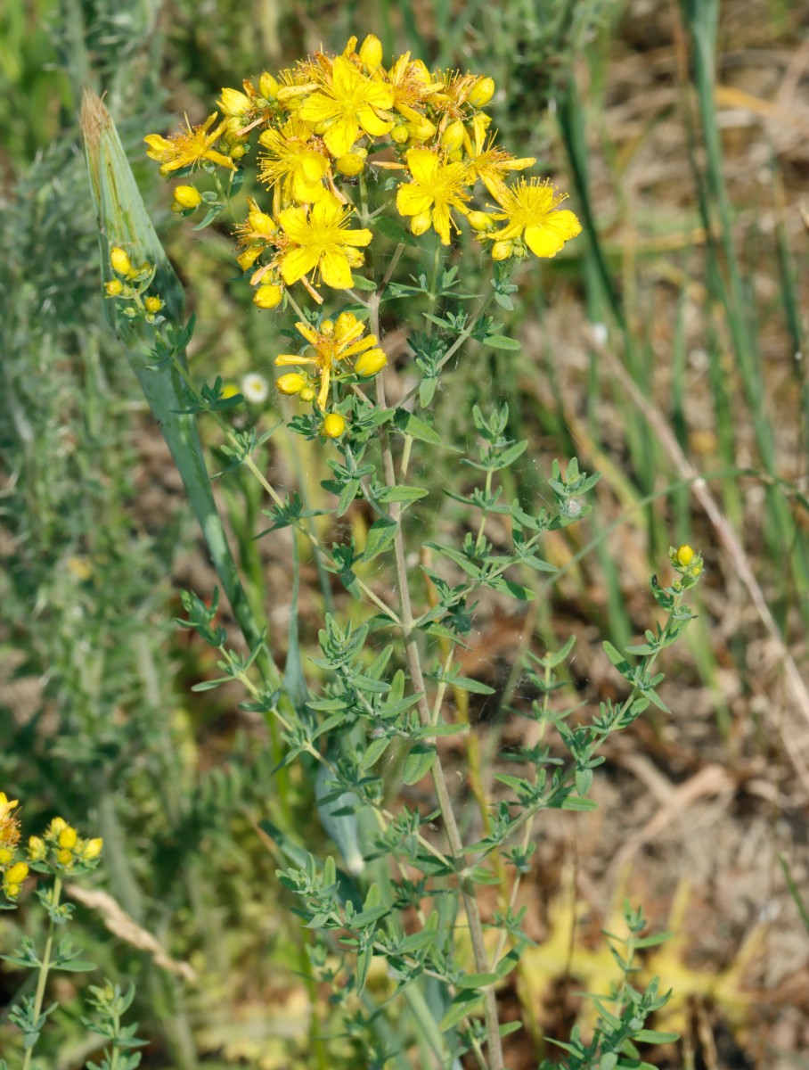 Hypericum veronense Neuenburg Motocross A1.jpg