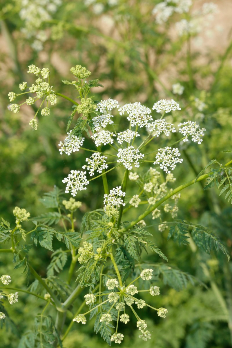 Conium maculatum Gundersheim A01.jpg