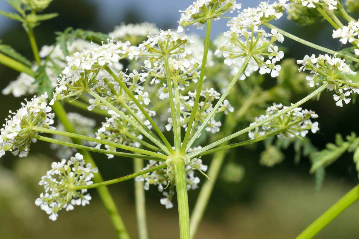 Conium maculatum Gundersheim A02.jpg