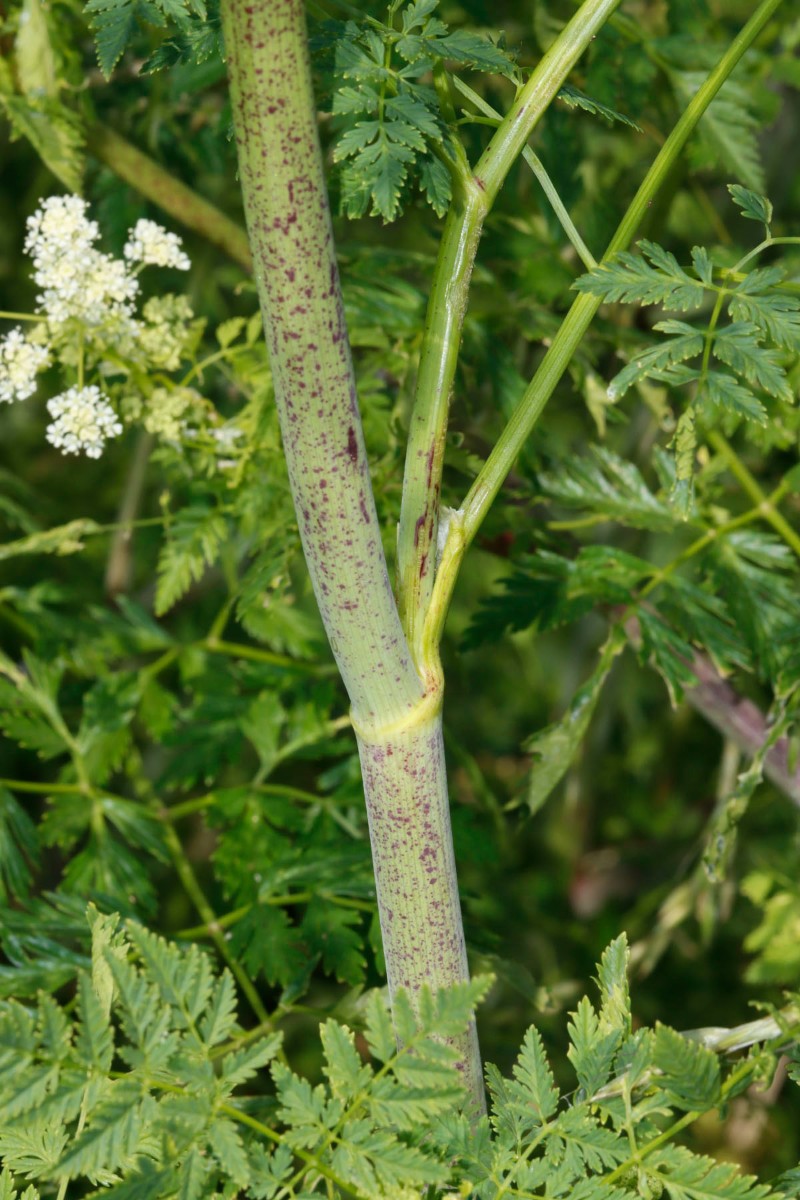 Conium maculatum Gundersheim A03.jpg