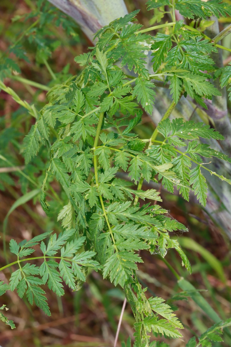 Conium maculatum Gundersheim A08.jpg