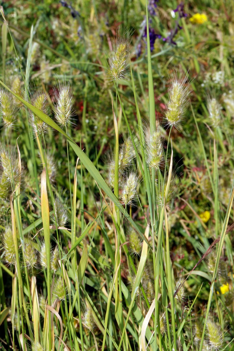 Cynosurus echinatus Grötzingen Fraunhofer A03.jpg