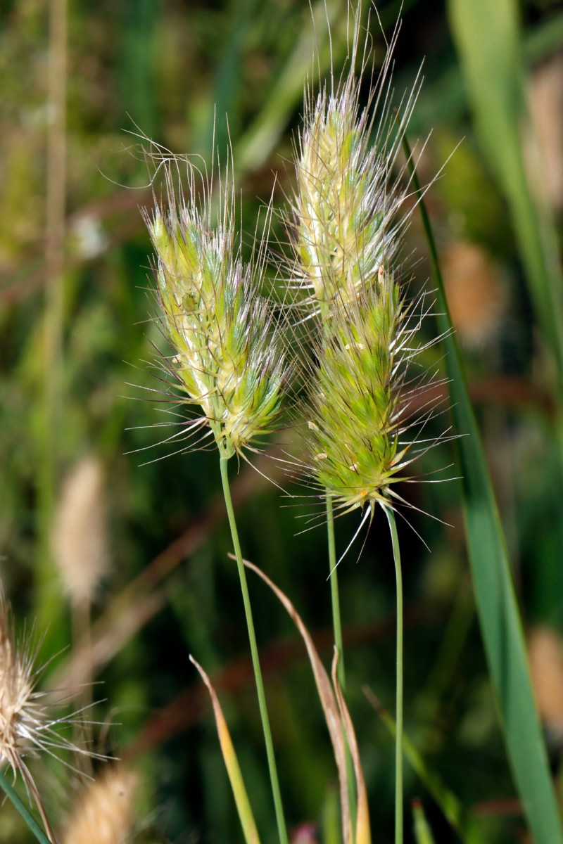 Cynosurus echinatus Grötzingen Fraunhofer A07.jpg