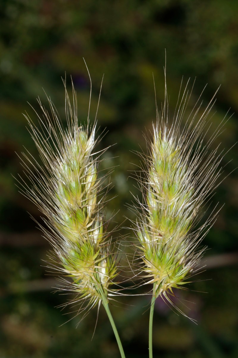 Cynosurus echinatus Grötzingen Fraunhofer A08.jpg