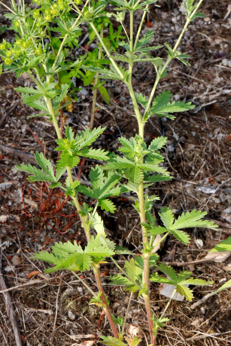 Potentilla inclinata BfLangenbrand A06.jpg