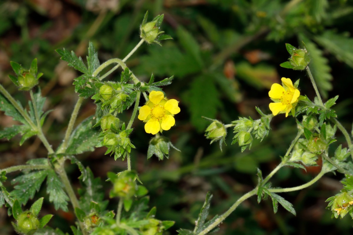 Potentilla inclinata BfLangenbrand A07.jpg