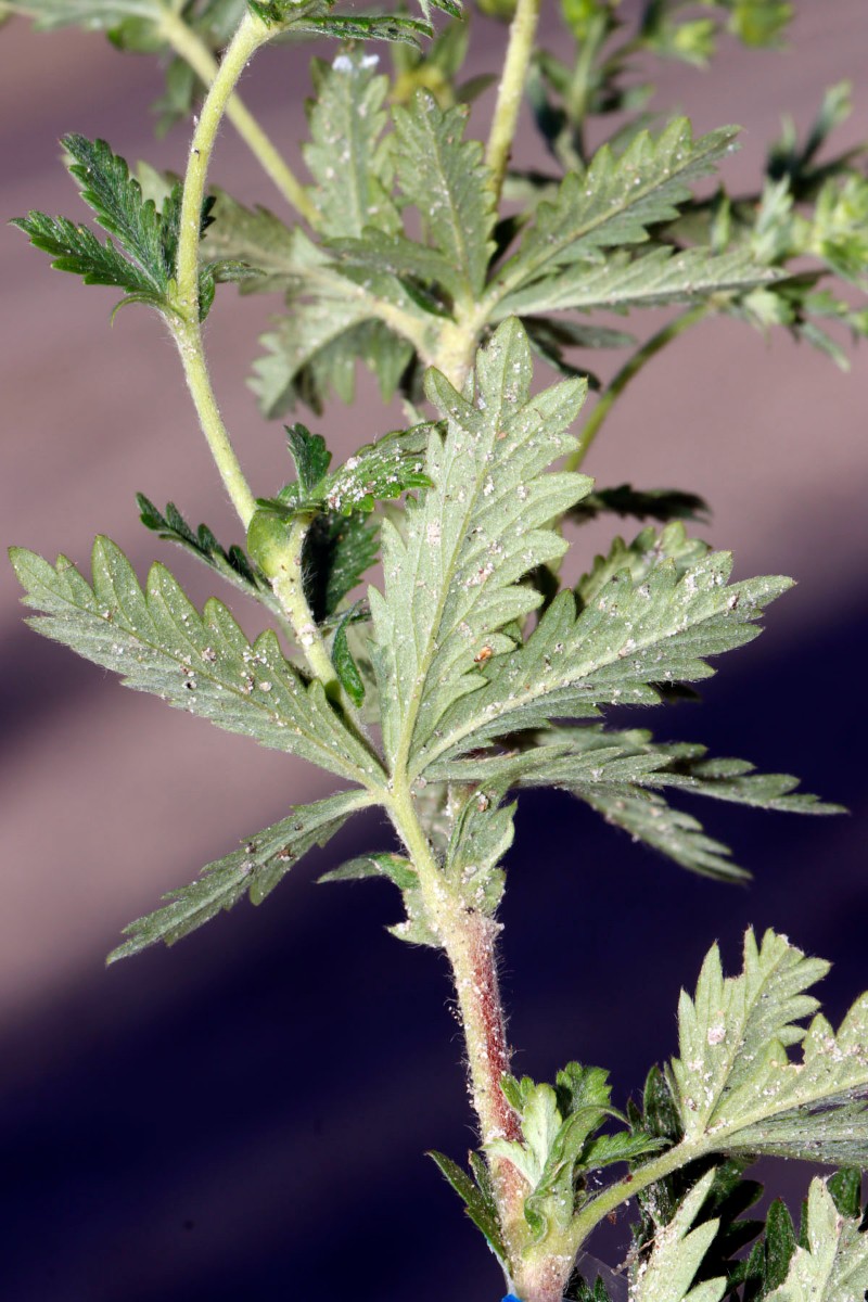 Potentilla inclinata BfLangenbrand A10.jpg